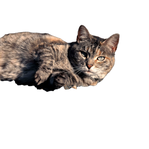 A Tabby Cat Lounging On Gravel With A Curious Expression Under Warm Daylight. 18299 - Cat PNG image with transparent background